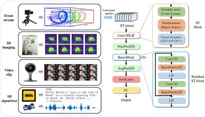 BIDL: a brain-inspired deep learning framework for spatiotemporal processing